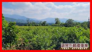 誠昱/臨道路旁芭樂觀光果園